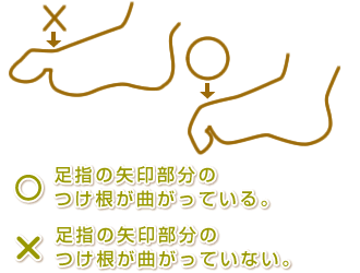 ○　足指の矢印部分のつけ根が曲がっている。 ×　足指の矢印部分のつけ根が曲がっていない。